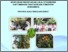 [thumbnail of NTB.pdf]